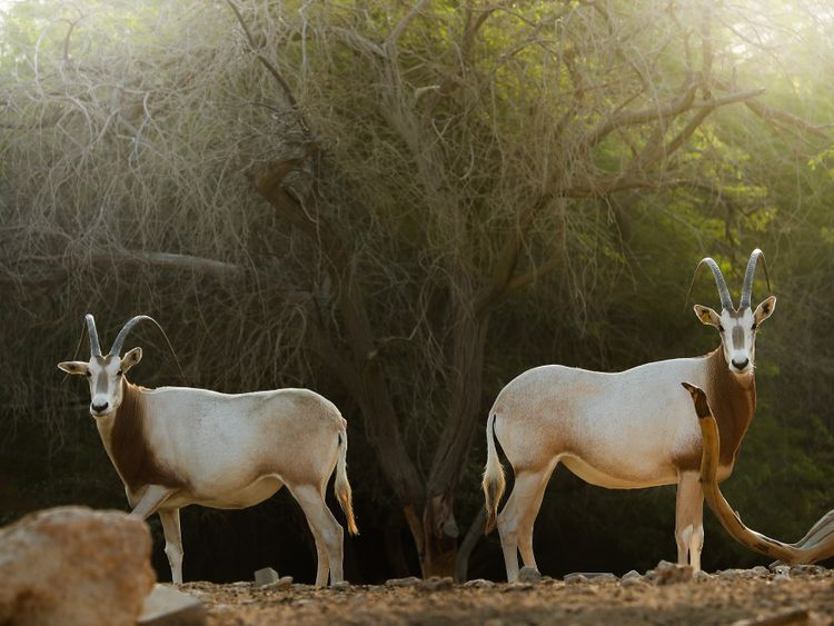 Scimitar-horned_oryx_-مها_أبوحراب-1664965492969